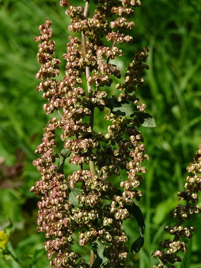 {Rumex crispus}